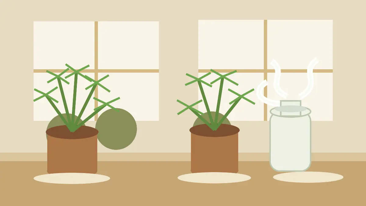 Indoor ferns placed near a humidifier without mist blowing directly on the leaves