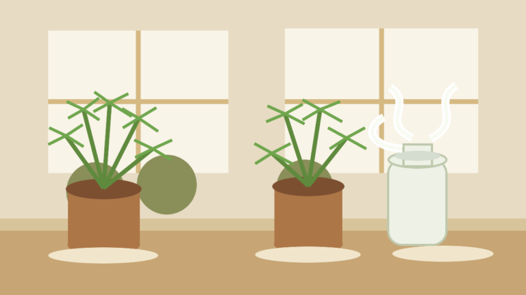 Indoor ferns placed near a humidifier without mist blowing directly on the leaves